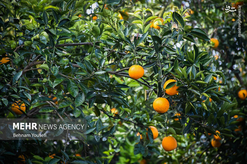 عکس/ برداشت پرتقال در مازندران
