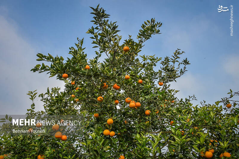عکس/ برداشت پرتقال در مازندران
