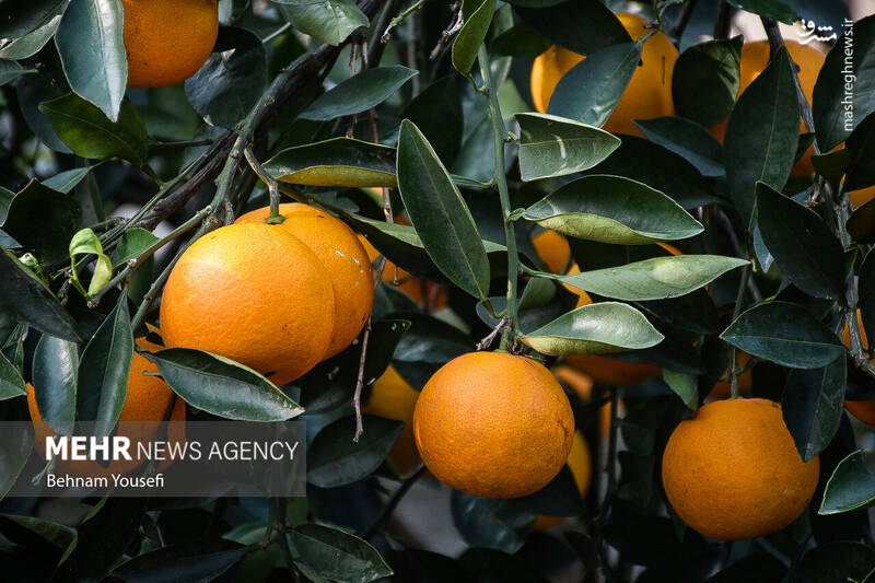 عکس/ برداشت پرتقال در مازندران
