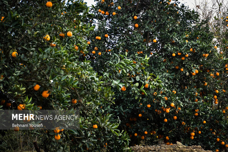 عکس/ برداشت پرتقال در مازندران