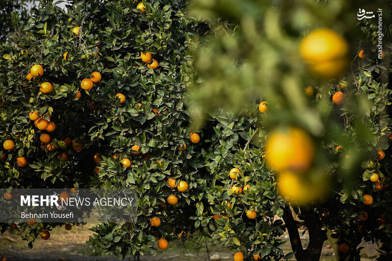عکس/ برداشت پرتقال در مازندران