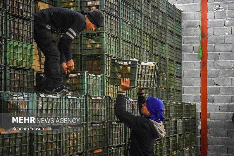 عکس/ برداشت پرتقال در مازندران