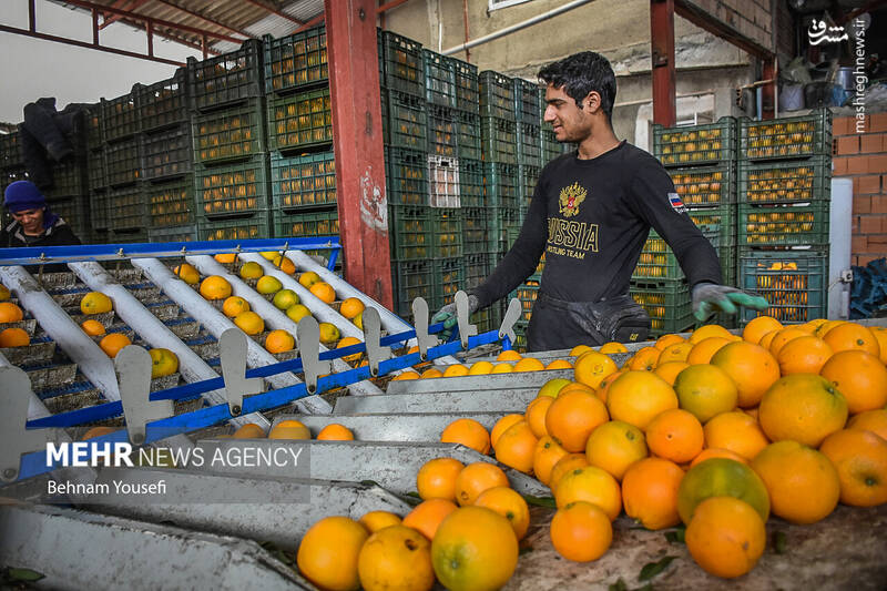 عکس/ برداشت پرتقال در مازندران