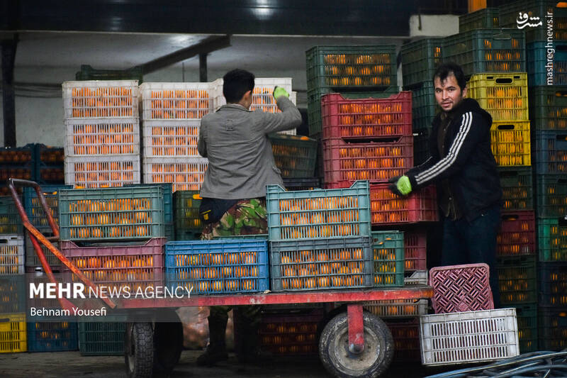 عکس/ برداشت پرتقال در مازندران