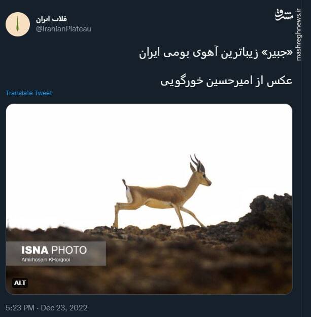 «جبیر» زیباترین آهوی بومی ایران+ عکس