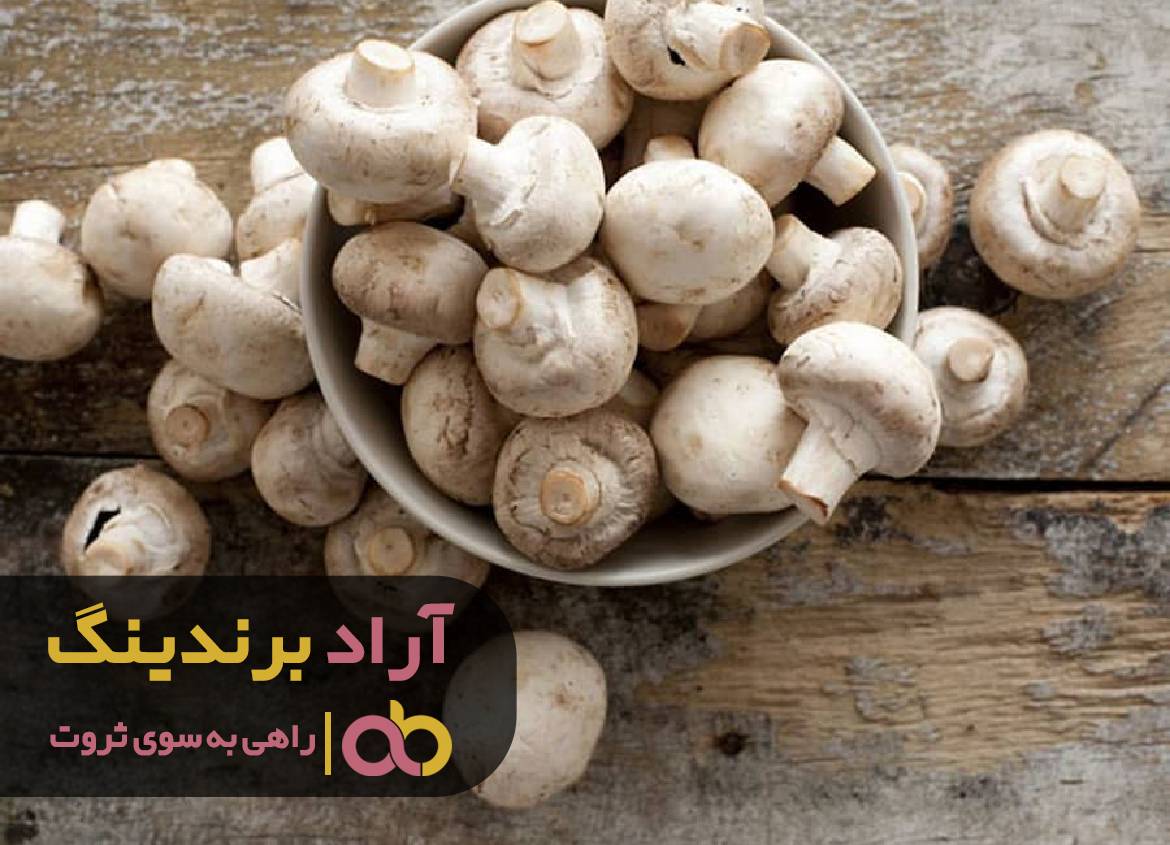 با هوش مالی توانستم قله ی ثروت را برای خود کنم