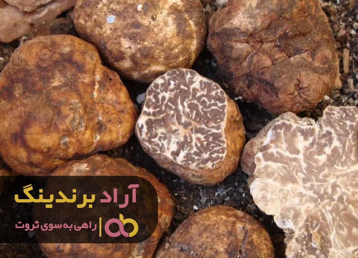 با هوش مالی توانستم قله ی ثروت را برای خود کنم