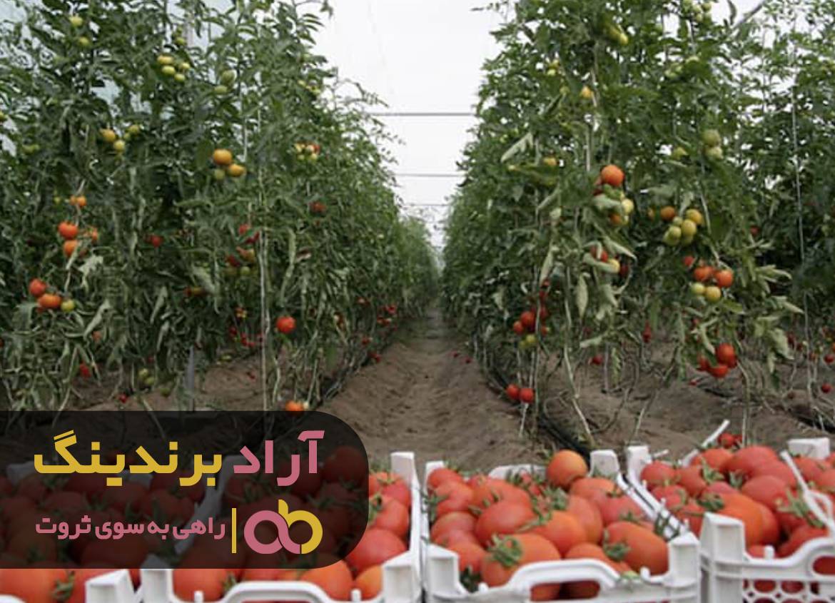 فقری که با گوجه از بین بردم