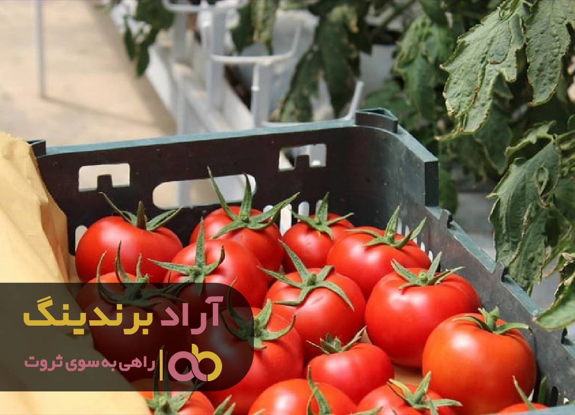 با کشتی دنیای ثروت را فتح کردم