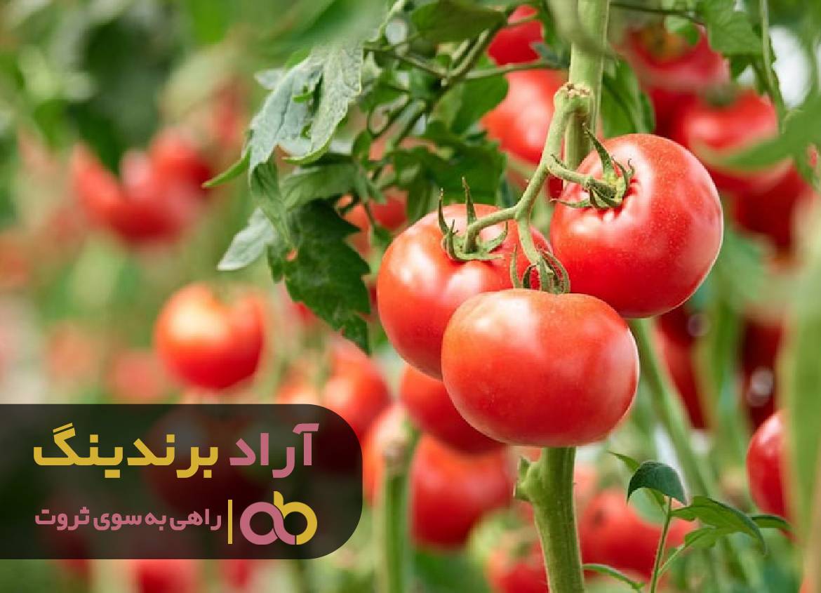 با کشتی دنیای ثروت را فتح کردم
