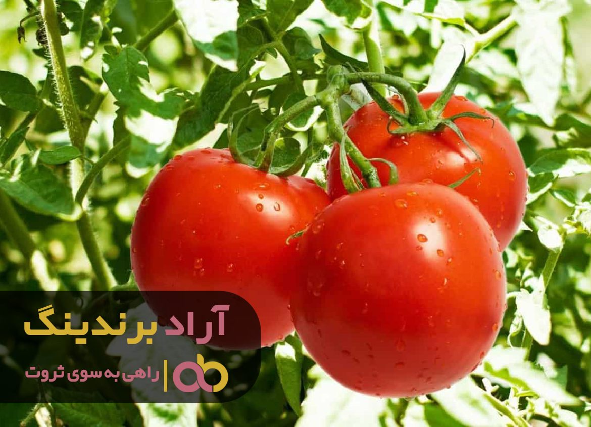 با فراگیری روش های مدیریتی توانستم بر ثروت مسلط شوم