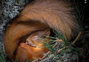 عکس/ خواب خوش زمستانی سنجابی