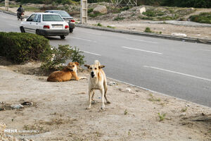 حمله سگهای ولگرد این بار به کودک ۱۰ ساله+ عکس سریال تلخ و تکراری حمله سگهای ولگرد این بار به کودک ۱۰ در انزلی