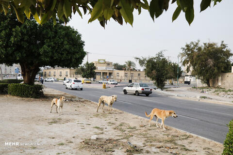 حمله سگ‌ها و گربه‌ها به "ایران"/ امنیت مردم، محیط زیست، سلامت و بودجه کشور در خطر است 2