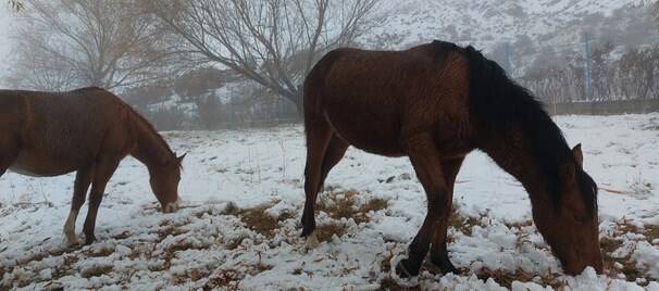 سیسخت زیباتر از همیشه +عکس و فیلم