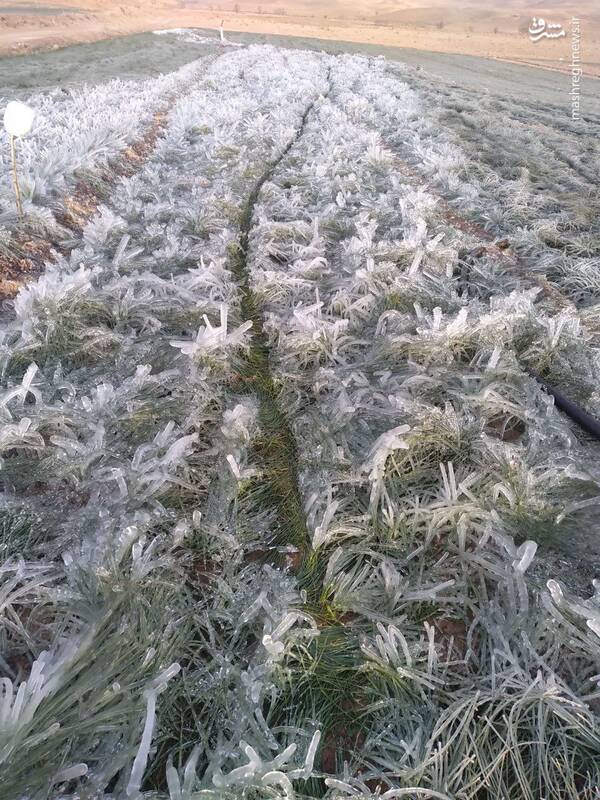 عکس/ مزرعه یخزده زعفران در خراسان رضوی