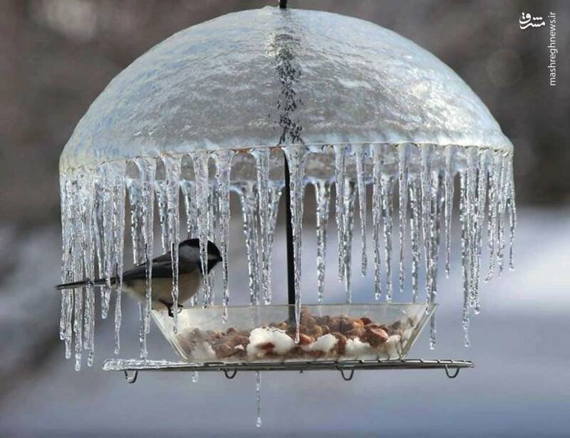 عکس/ رستوران یخی پرندگان!