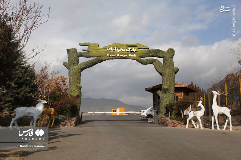 عکس/ توله شیر سفید در کرج