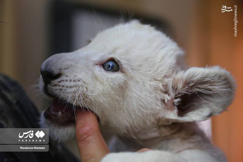 عکس/ توله شیر سفید در کرج