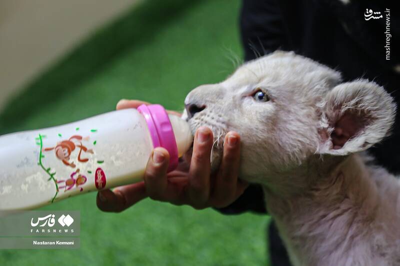 عکس/ توله شیر سفید در کرج