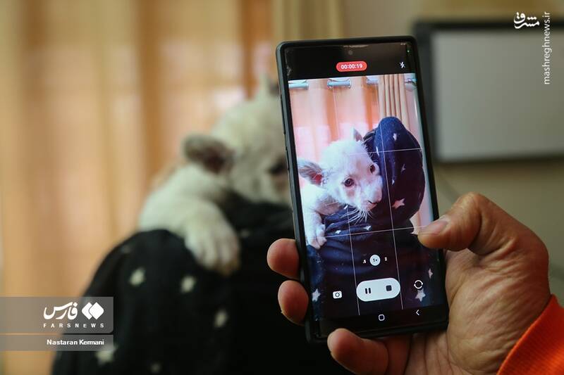 عکس/ توله شیر سفید در کرج