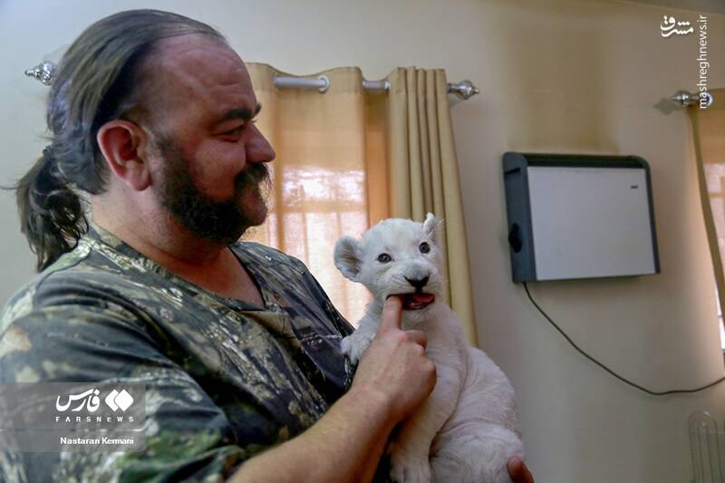 عکس/ توله شیر سفید در کرج