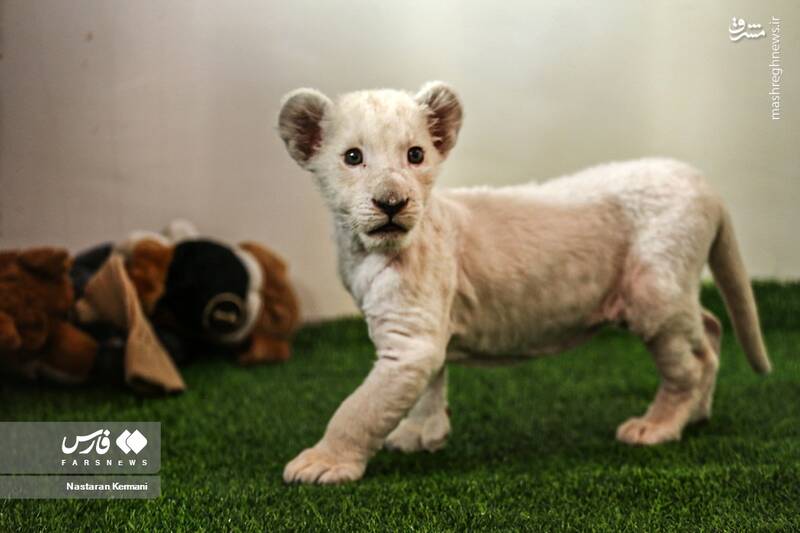 عکس/ توله شیر سفید در کرج