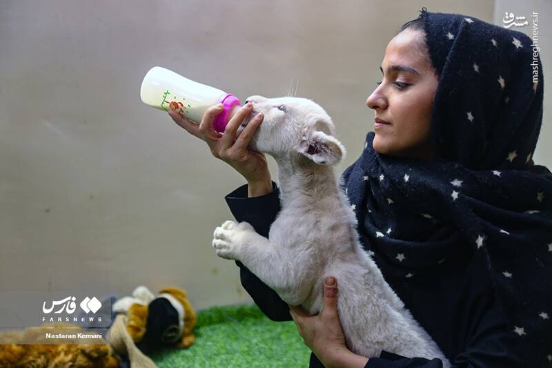 عکس/ توله شیر سفید در کرج