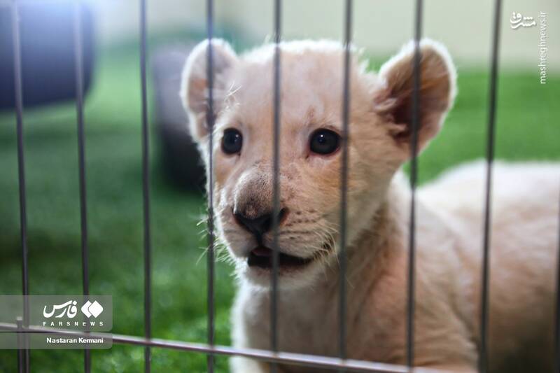 عکس/ توله شیر سفید در کرج