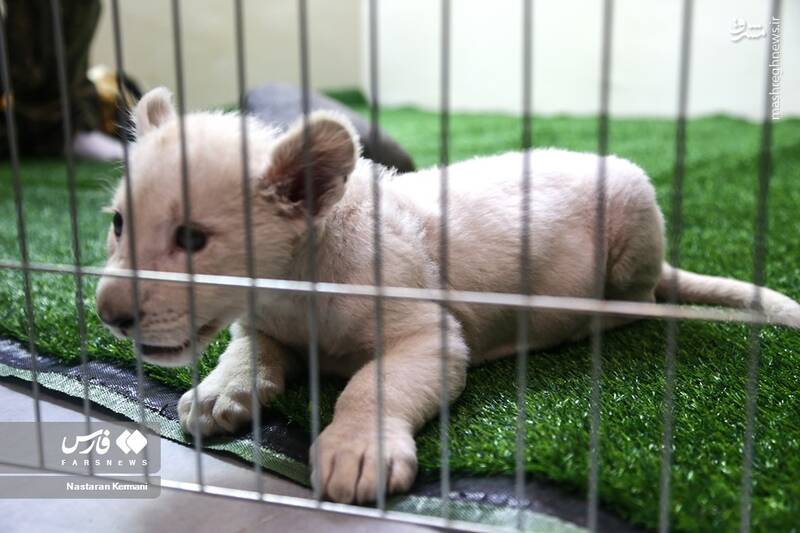 عکس/ توله شیر سفید در کرج