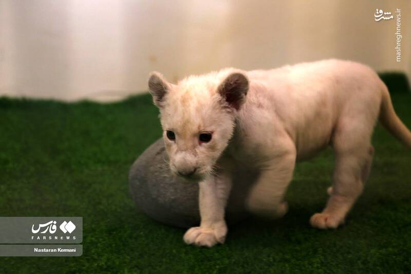 عکس/ توله شیر سفید در کرج