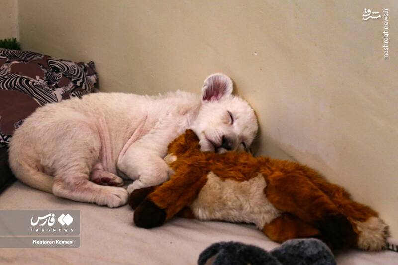 عکس/ توله شیر سفید در کرج