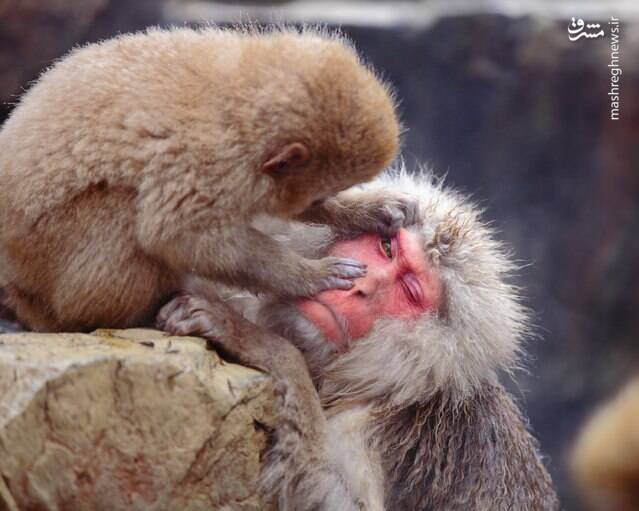 عکس/ بچه میمون اعصاب خرد کن!