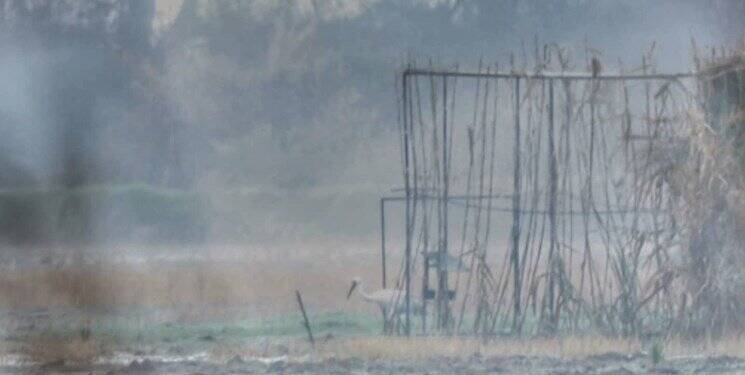 تصاویر | درنای امید به درنای سیبری رسید | رهاسازی درنای سیبری منتقل شده از بلژیک در طبیعت