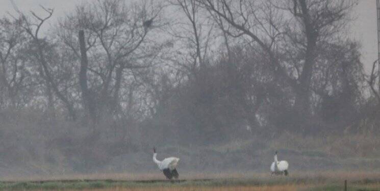 تصاویر | درنای امید به درنای سیبری رسید | رهاسازی درنای سیبری منتقل شده از بلژیک در طبیعت