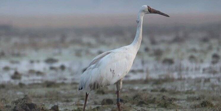 تصاویر | درنای امید به درنای سیبری رسید | رهاسازی درنای سیبری منتقل شده از بلژیک در طبیعت