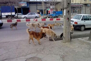 سگهای ولگرد بلای جان مردم و حیات وحش + عکس