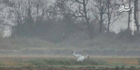 امید و رؤیا به هم رسیدند+ عکس