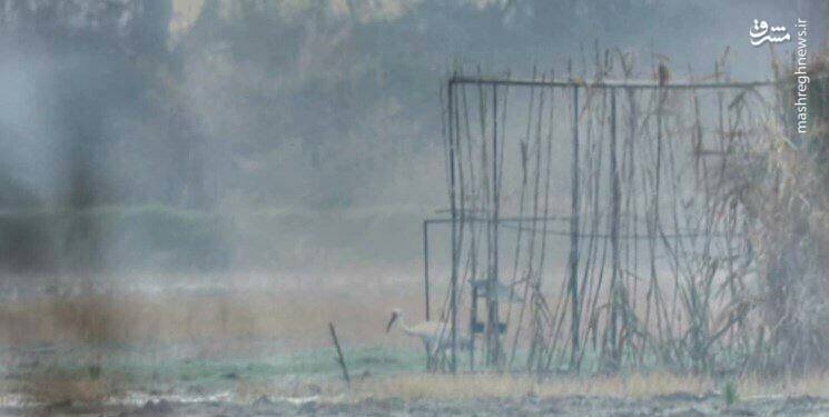 امید و رؤیا به هم رسیدند+ عکس