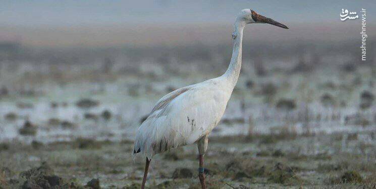 امید و رؤیا به هم رسیدند+ عکس