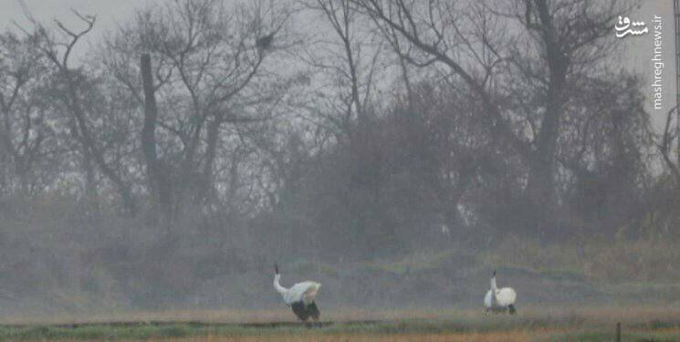 امید و رؤیا به هم رسیدند+ عکس