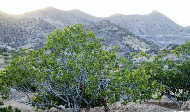 گزارش فائو از جایگاه اول تا پانزدهم ایران در تولید میوه دنیا