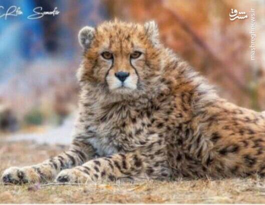 عکس/ پیروز ده ماهه شد