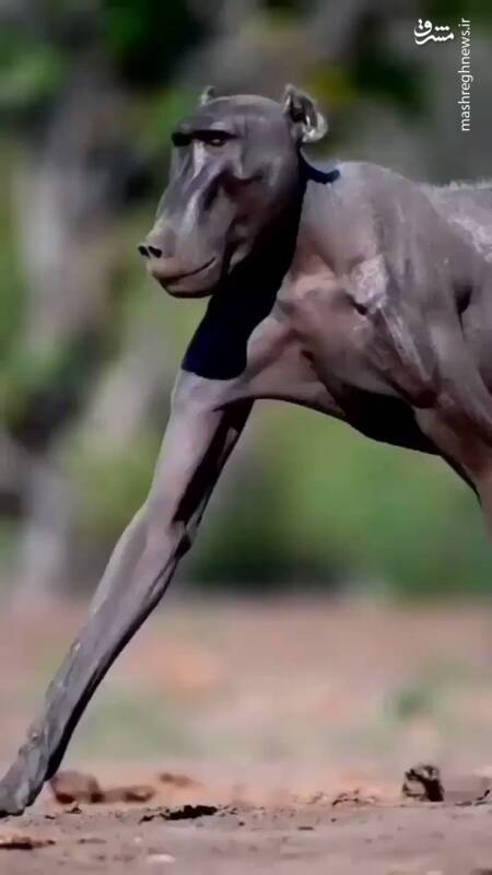 عکس/ میمون بی مو!