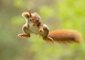 شجاعت خارق‌العاده‌ سنجاب مادر برای مبارزه با مار شکارچی