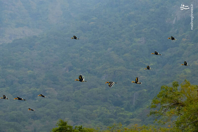 عکس/ آیا تابحال "نوک شاخ" دیده بودید؟