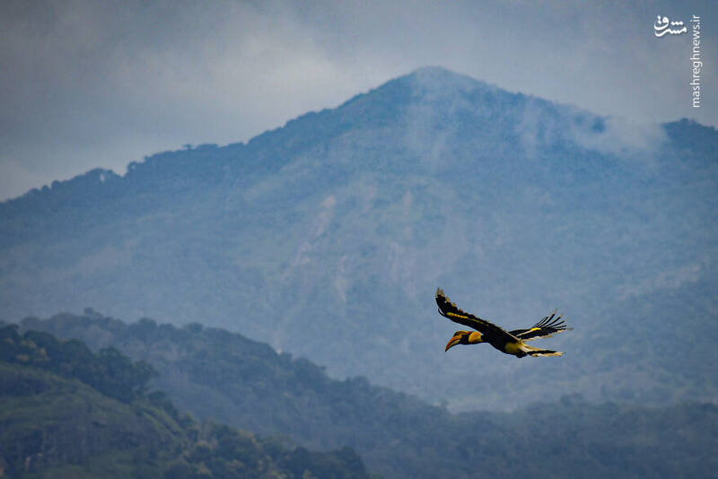 عکس/ آیا تابحال "نوک شاخ" دیده بودید؟