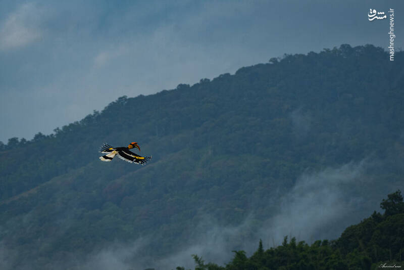 عکس/ آیا تابحال "نوک شاخ" دیده بودید؟