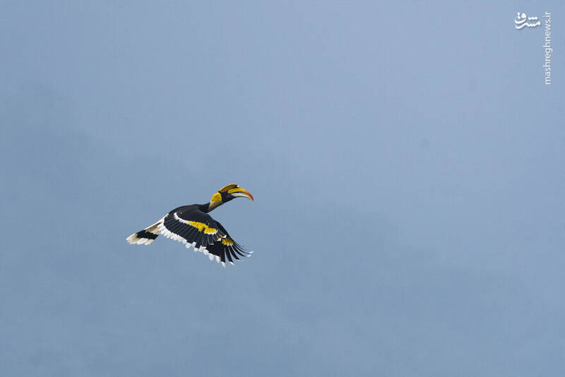 عکس/ آیا تابحال "نوک شاخ" دیده بودید؟