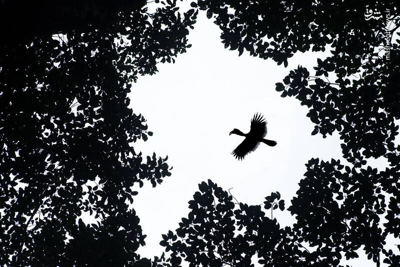 عکس/ آیا تابحال "نوک شاخ" دیده بودید؟